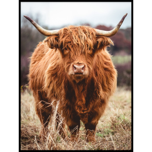 krowa byk plakat zwierze