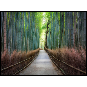 las bambusów ścieżka plakat