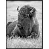 bizon amerykański plakat żubr plakaty czarno białe