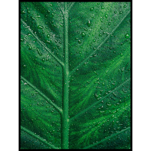 zielony liść plakat