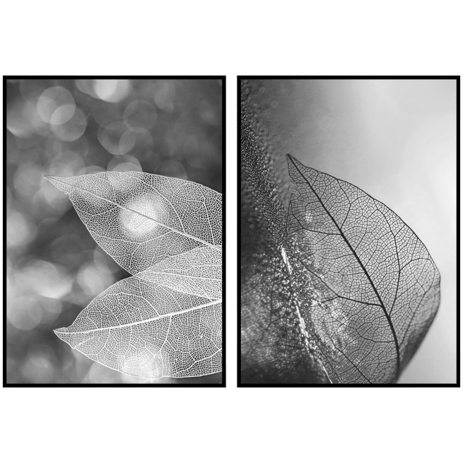 Plakaty liście czarno białe rośliny