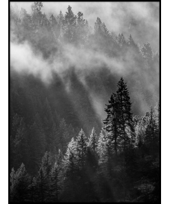 Las mgła czarno biały plakat