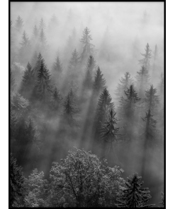 Drzewa las mgła czarno biały plakat