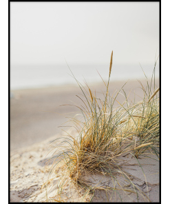 Wydma trawy plaża